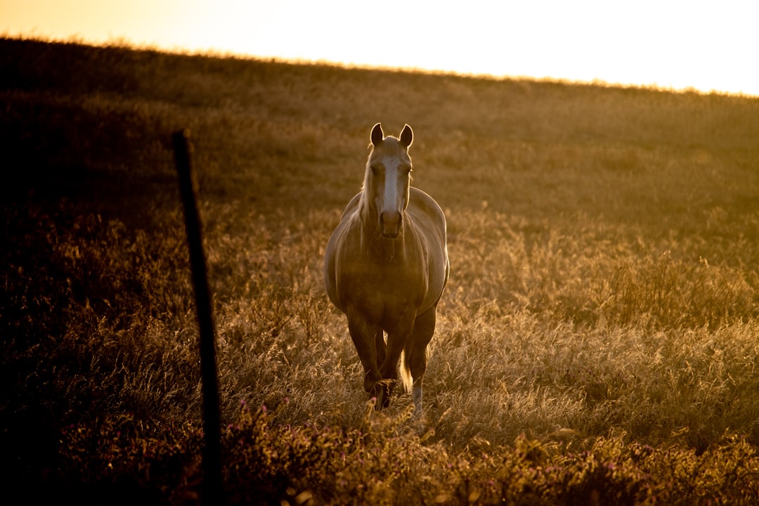 Photo horse ranch